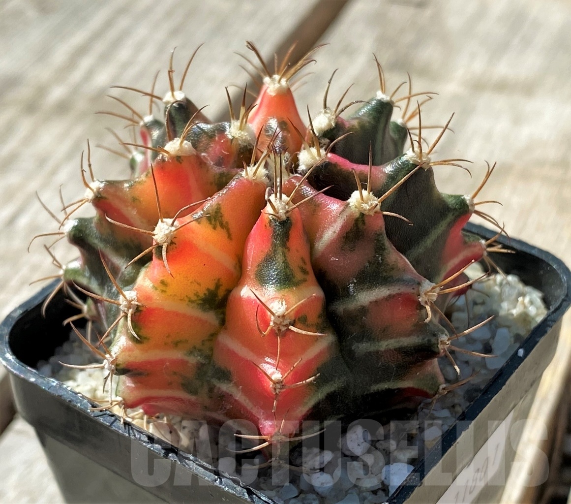 SHPR11801 Gymnocalycium mihanovichii variegata