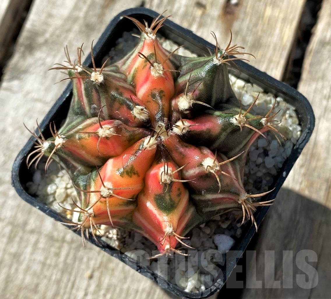 SHPR11801 Gymnocalycium mihanovichii variegata - Image 2