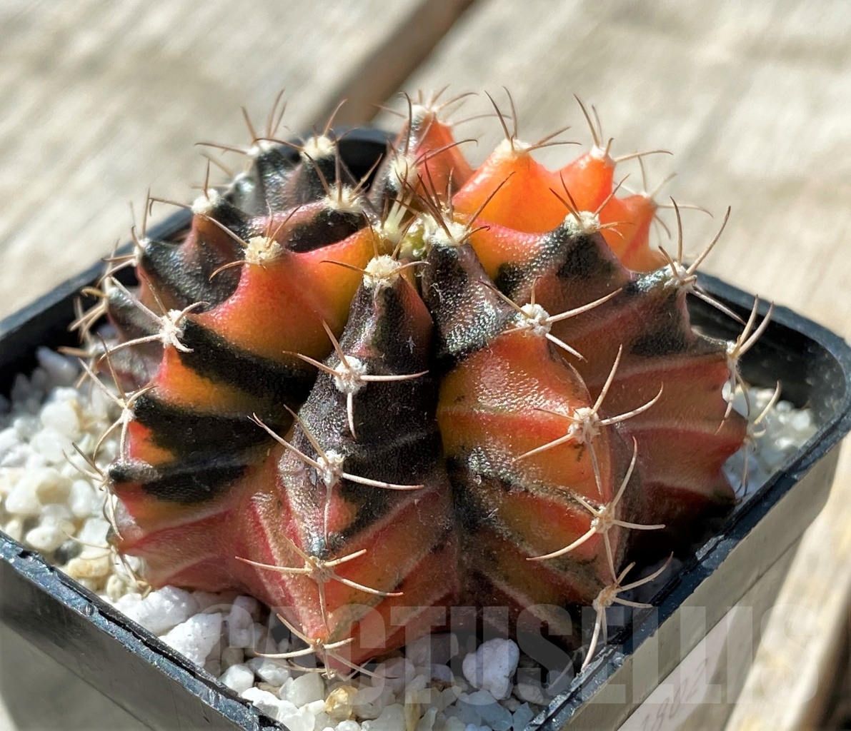 SHPR11802 Gymnocalycium mihanovichii variegata