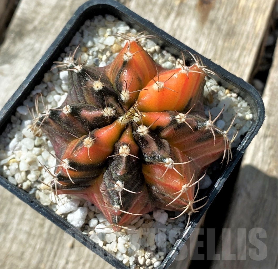 SHPR11802 Gymnocalycium mihanovichii variegata - Image 2