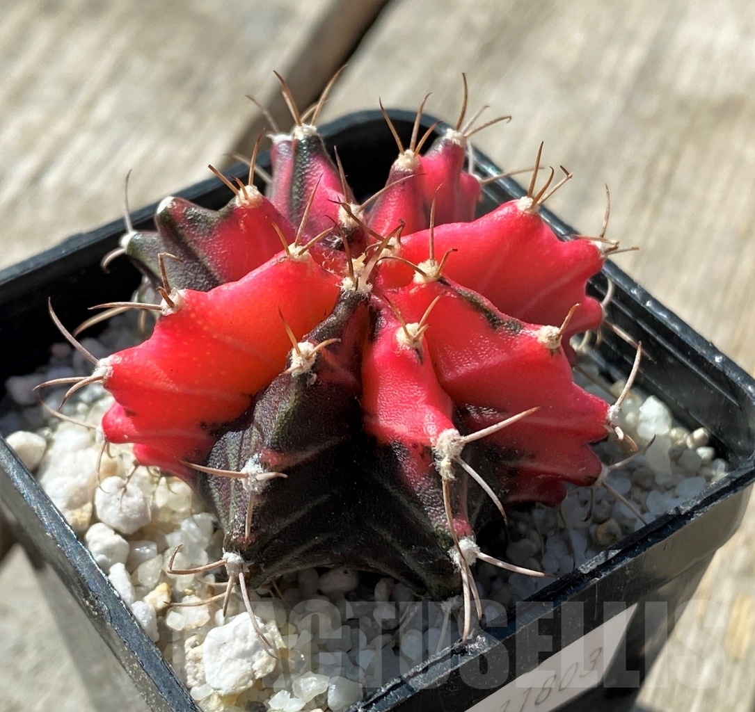 SHPR11803 Gymnocalycium mihanovichii variegata