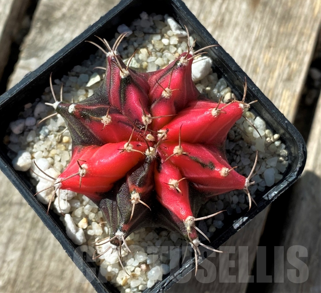 SHPR11803 Gymnocalycium mihanovichii variegata - Image 2