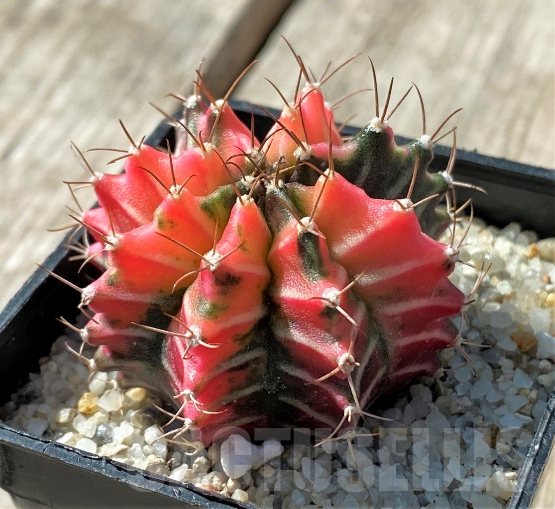 SHPR11804 Gymnocalycium mihanovichii variegata