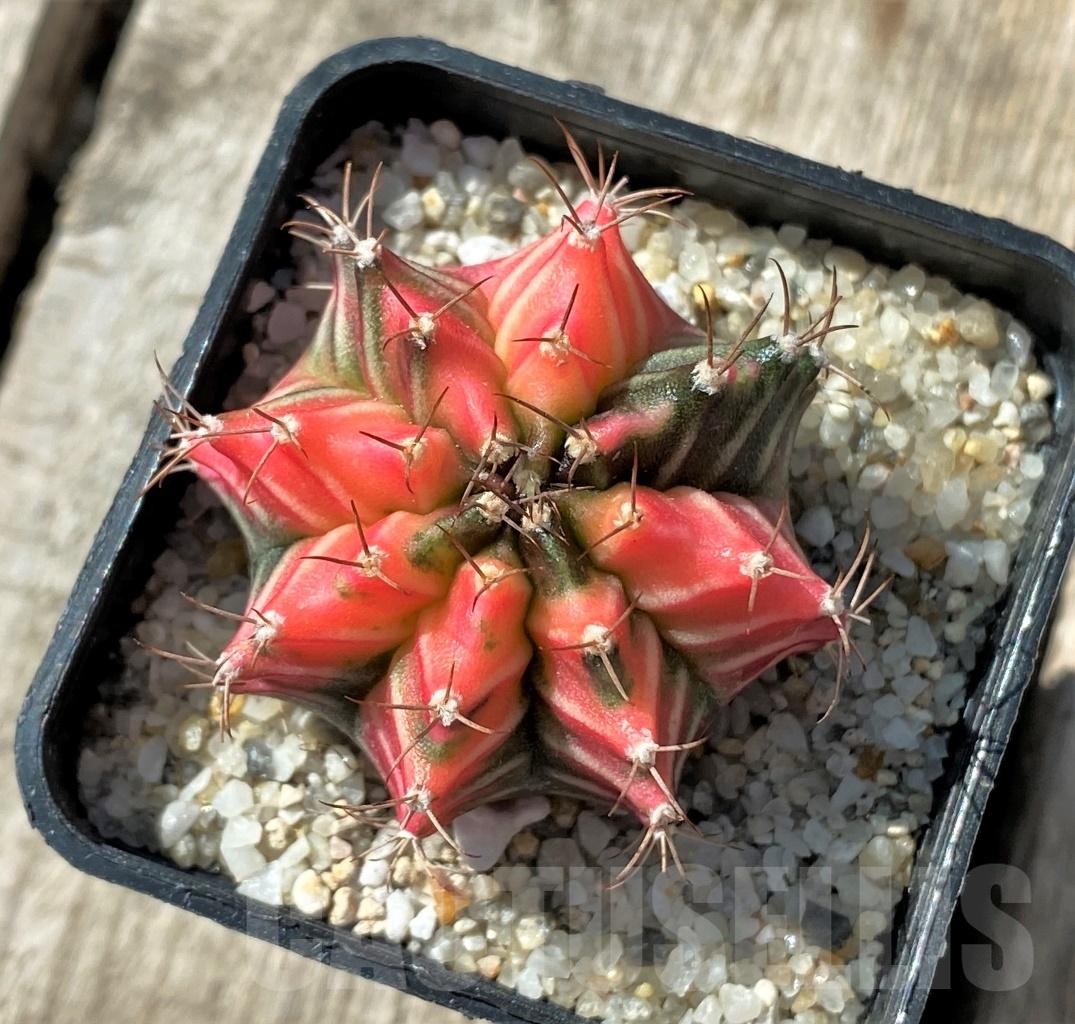 SHPR11804 Gymnocalycium mihanovichii variegata - Image 2