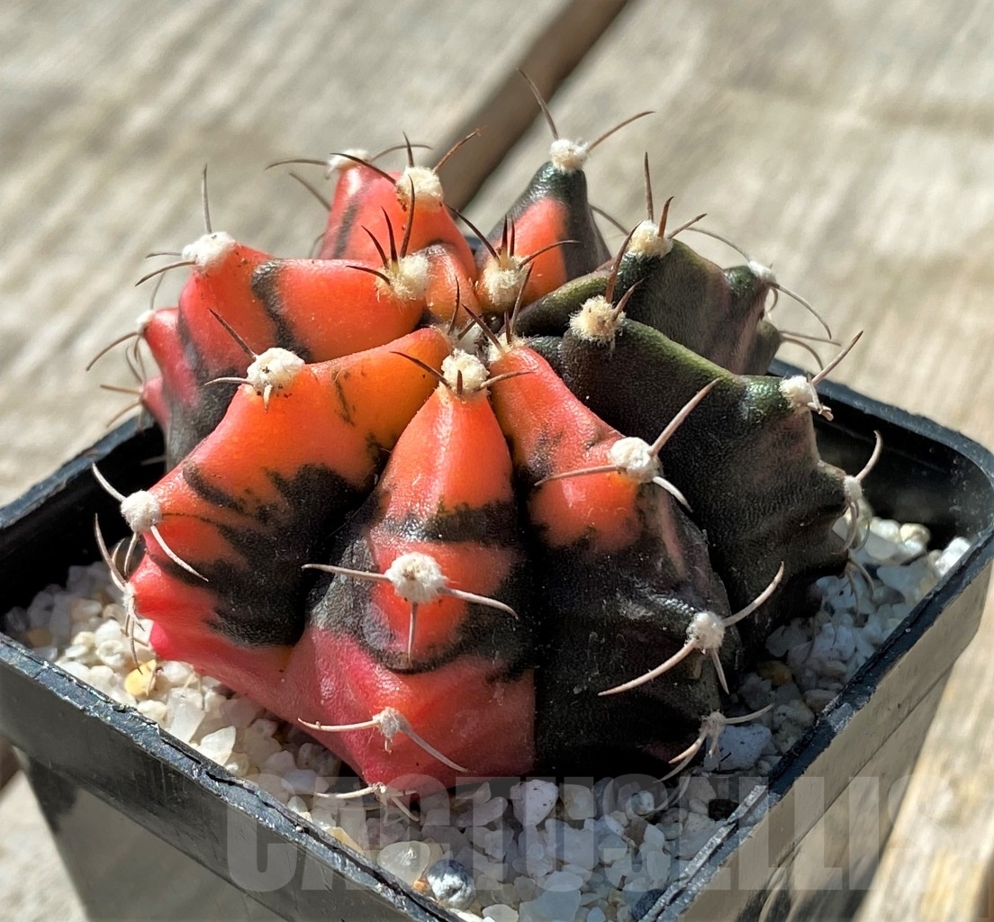 SHPR11805 Gymnocalycium mihanovichii variegata
