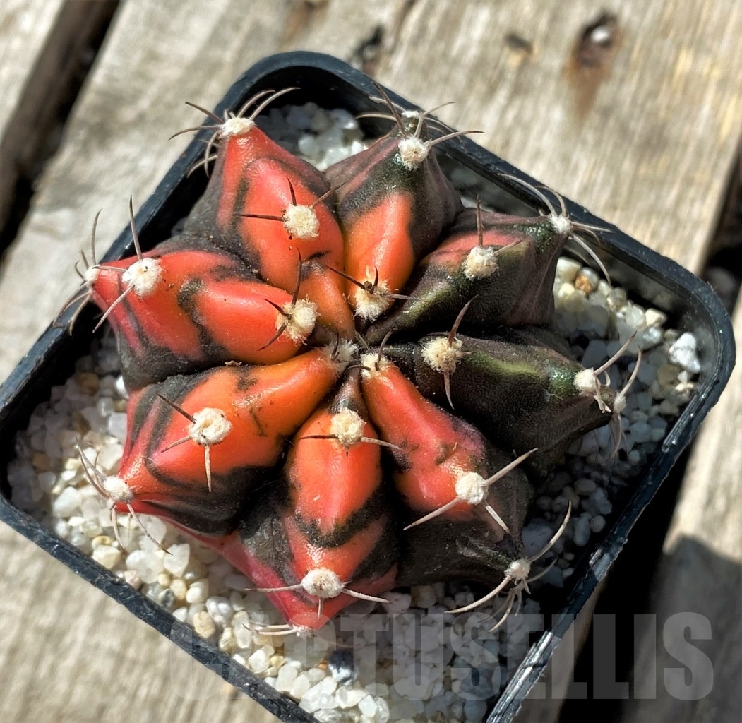 SHPR11805 Gymnocalycium mihanovichii variegata - Image 2