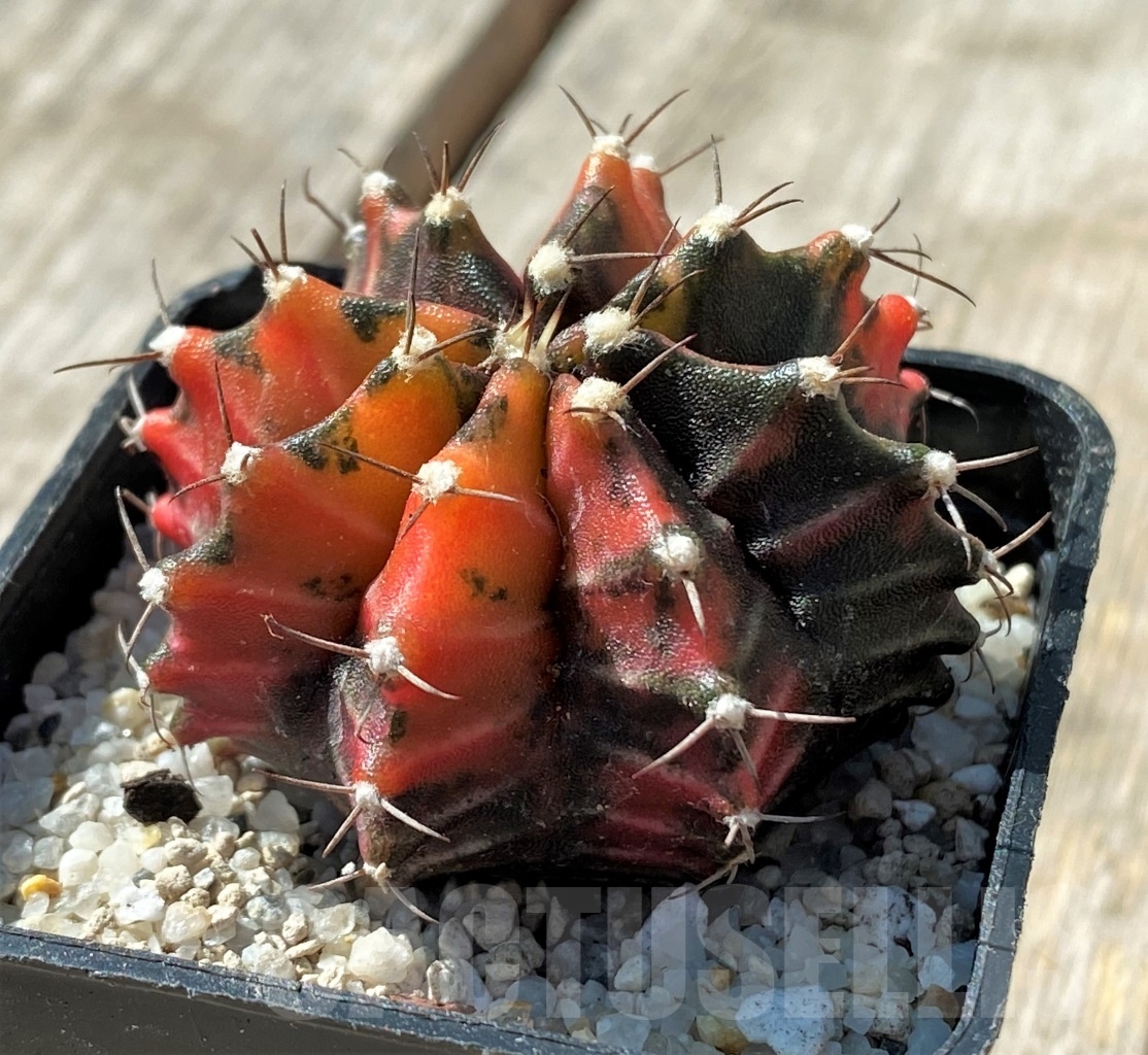 SHPR11806 Gymnocalycium mihanovichii variegata