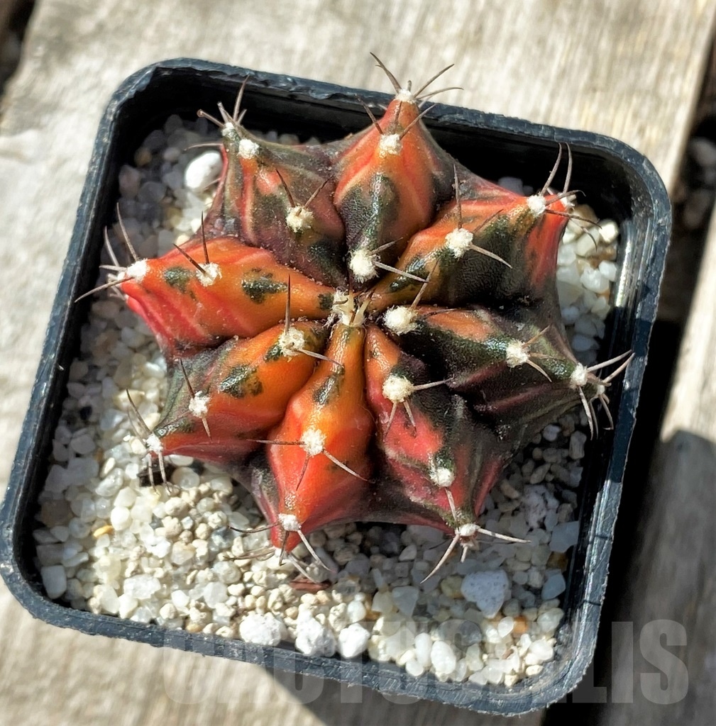 SHPR11806 Gymnocalycium mihanovichii variegata - Image 2