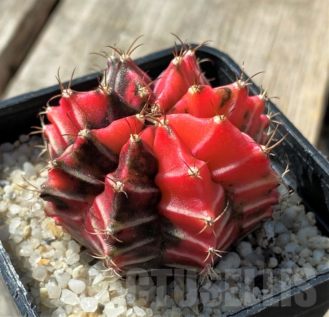 SHPR11807 Gymnocalycium mihanovichii variegata