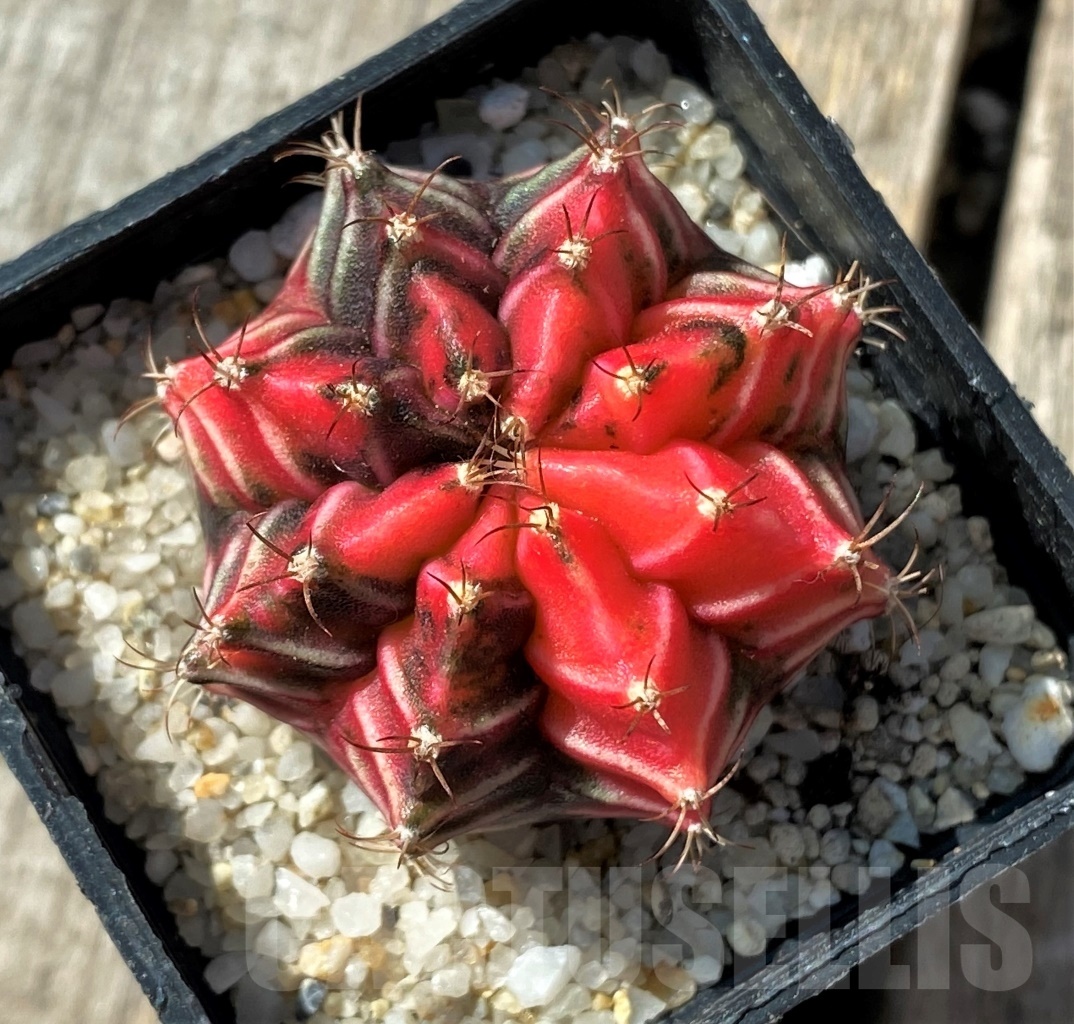 SHPR11807 Gymnocalycium mihanovichii variegata - Image 2