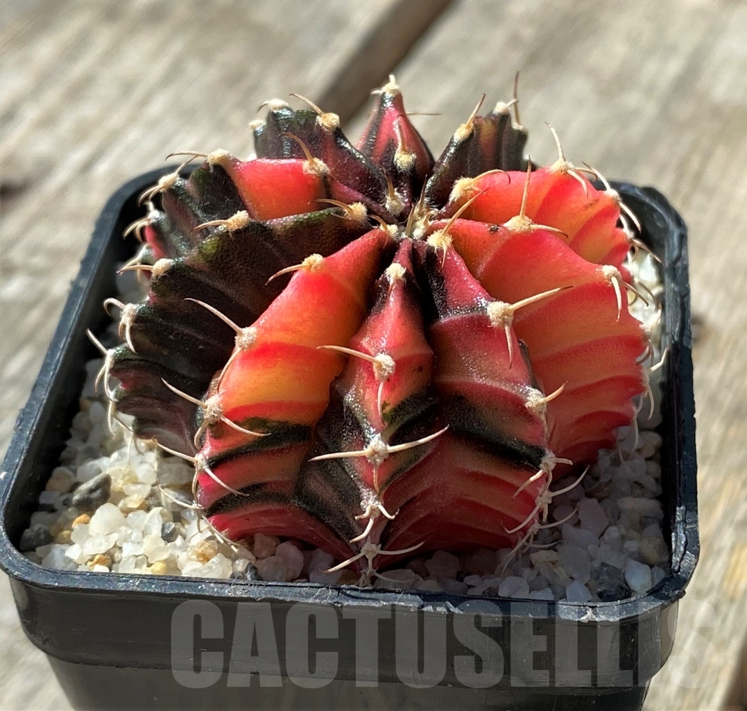 SHPR11808 Gymnocalycium mihanovichii variegata