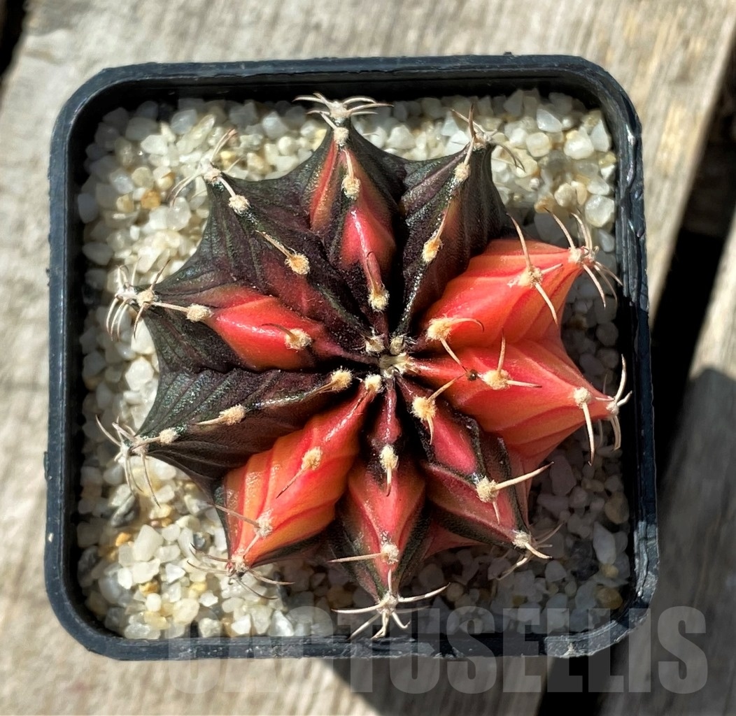 SHPR11808 Gymnocalycium mihanovichii variegata - Image 2