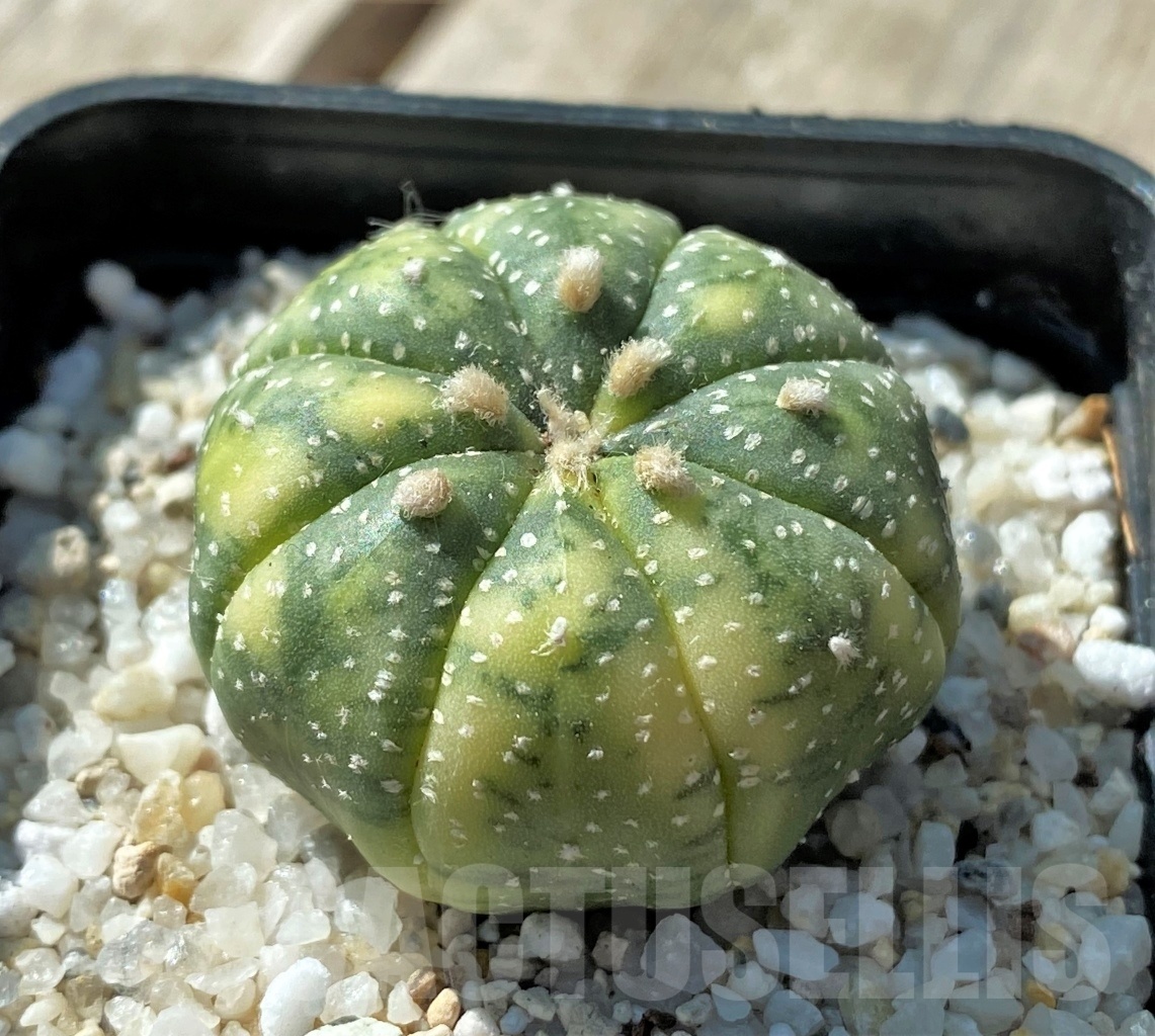 SHPR11813 Astrophytum asterias f. variegata