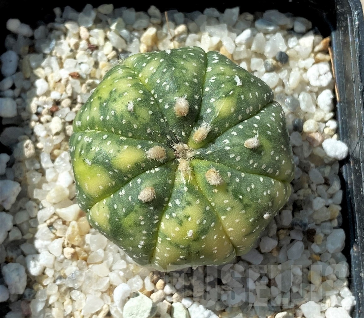SHPR11813 Astrophytum asterias f. variegata - Image 2
