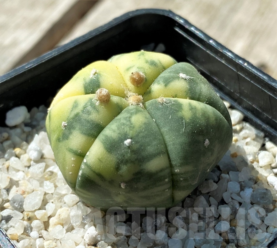SHPR11814 Astrophytum asterias f. variegata - Image 2