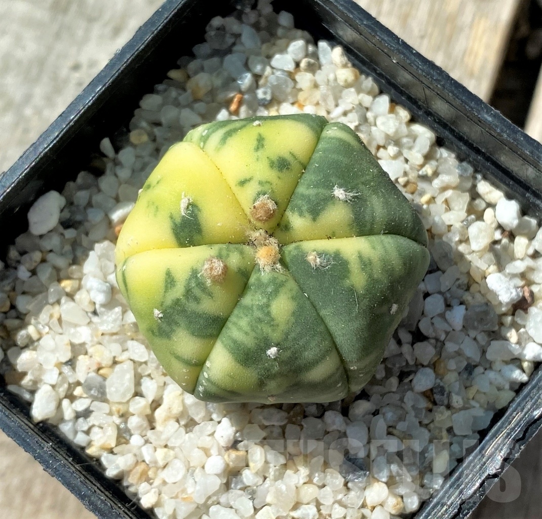 SHPR11814 Astrophytum asterias f. variegata