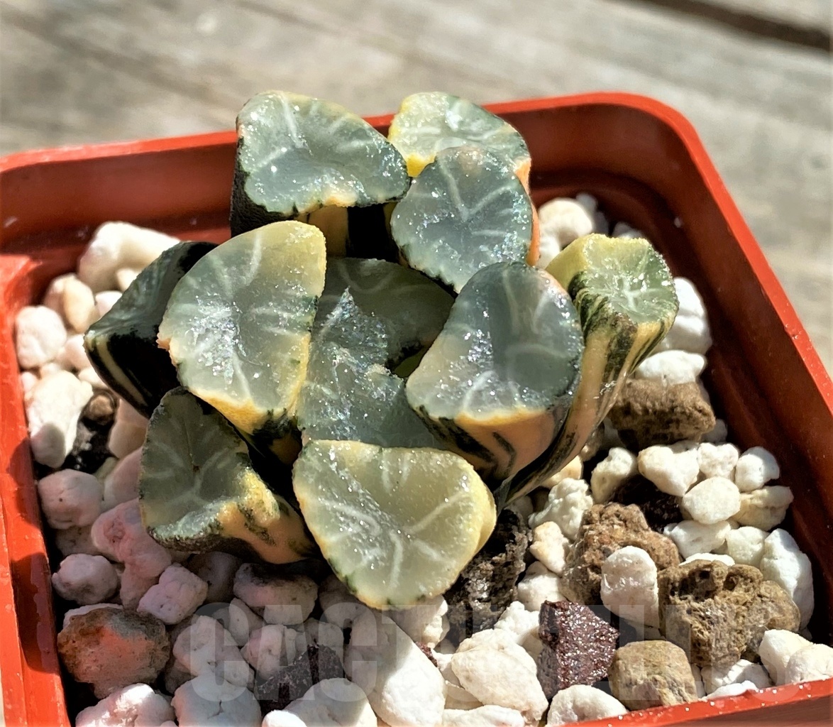 SHPR11816 Haworthia maughani f. variegata - Image 6