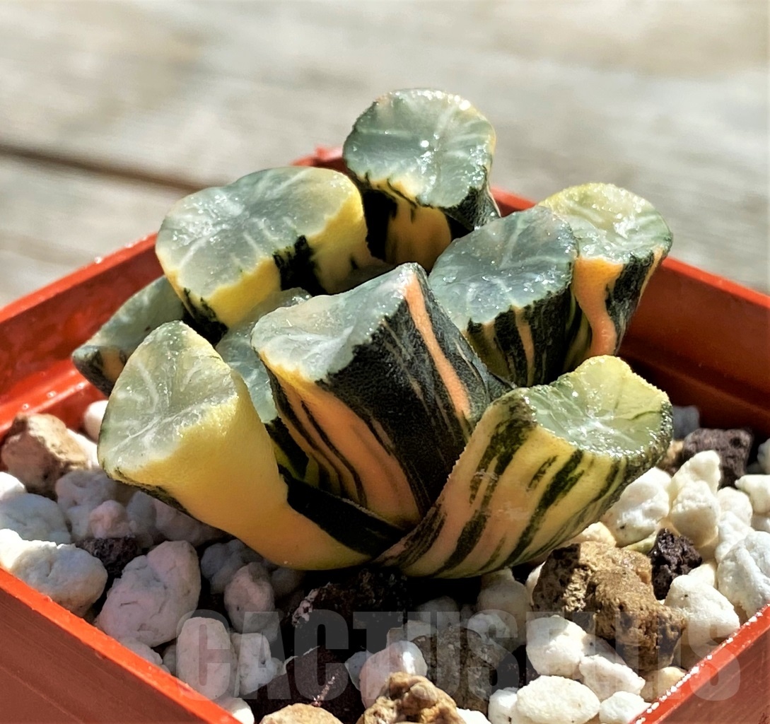 SHPR11816 Haworthia maughani f. variegata