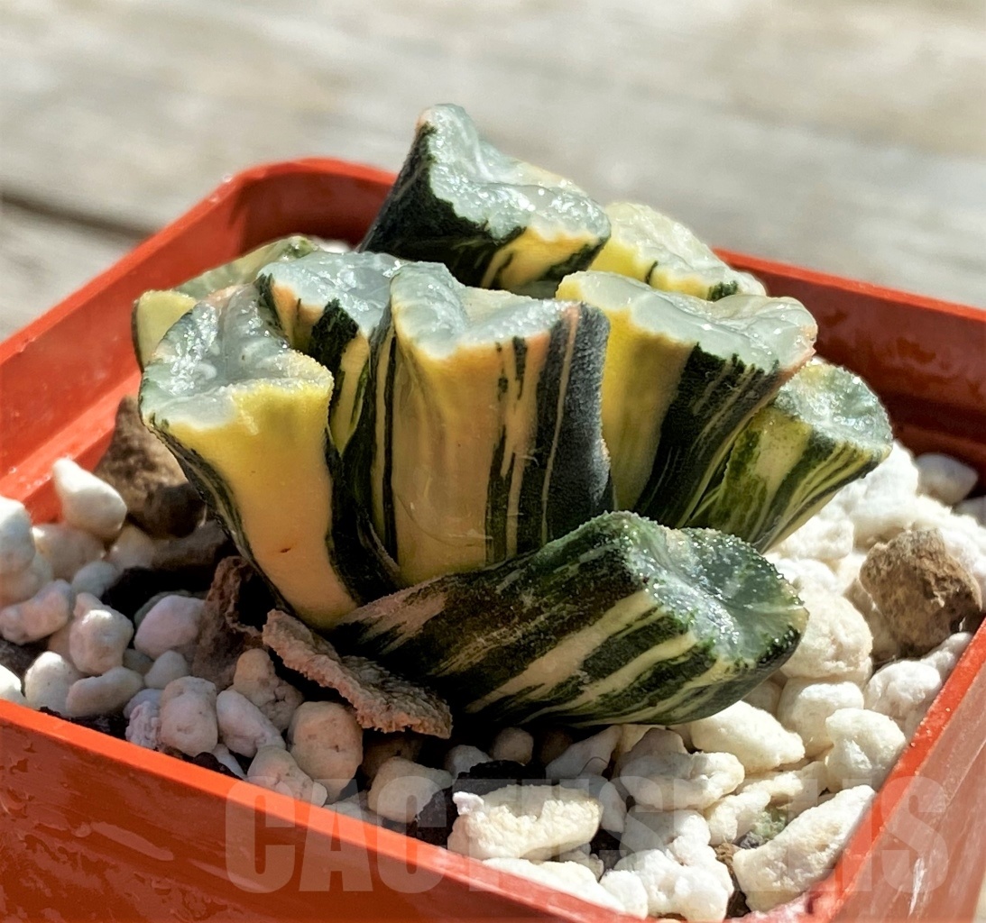SHPR11816 Haworthia maughani f. variegata - Image 5