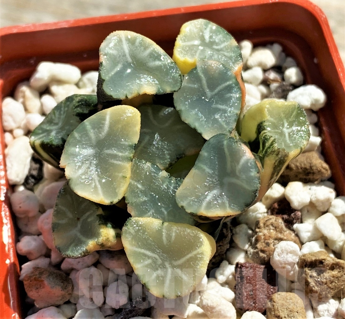 SHPR11816 Haworthia maughani f. variegata - Image 4