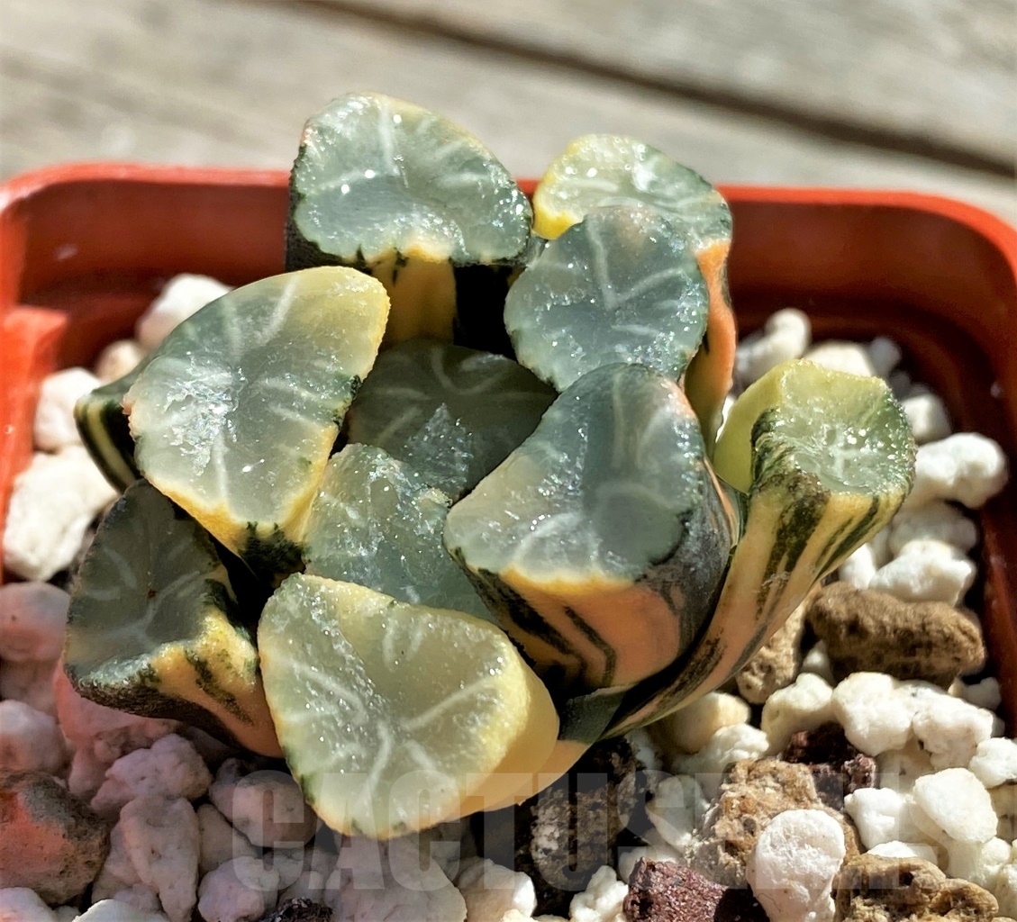 SHPR11816 Haworthia maughani f. variegata - Image 3
