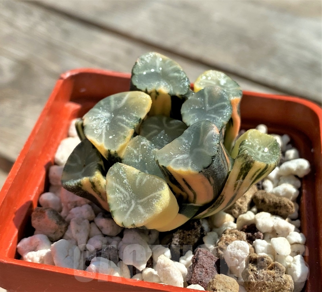 SHPR11816 Haworthia maughani f. variegata - Image 2