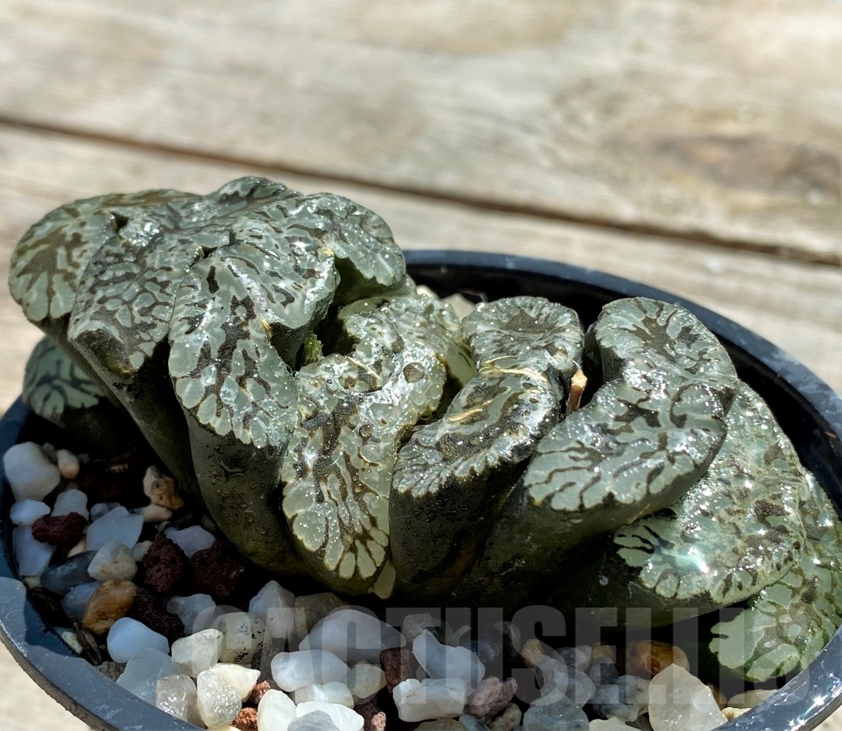 SHPR11815 Haworthia truncata 'Jade Star'