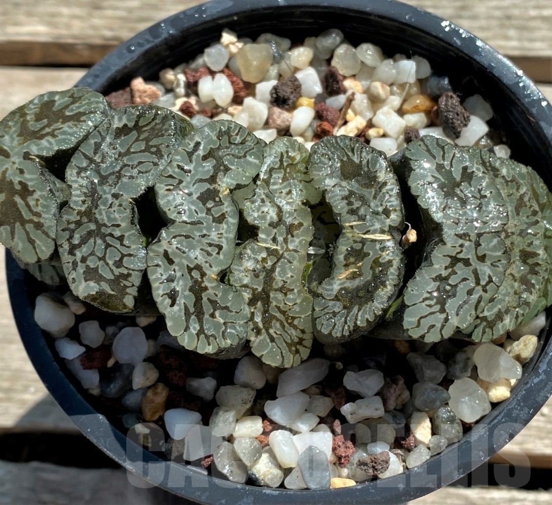 SHPR11815 Haworthia truncata 'Jade Star' - Image 2