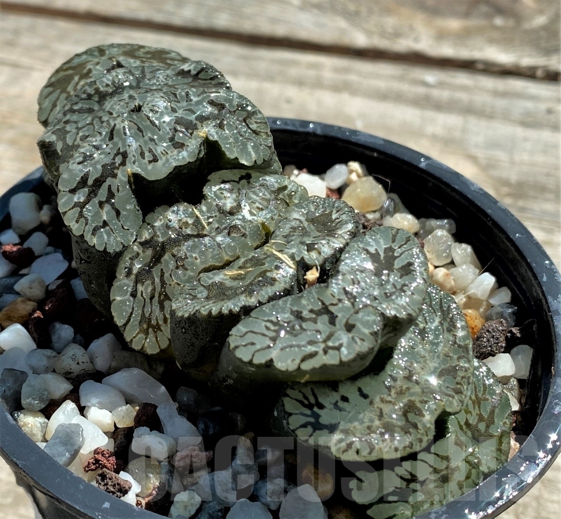 SHPR11815 Haworthia truncata 'Jade Star' - Image 3