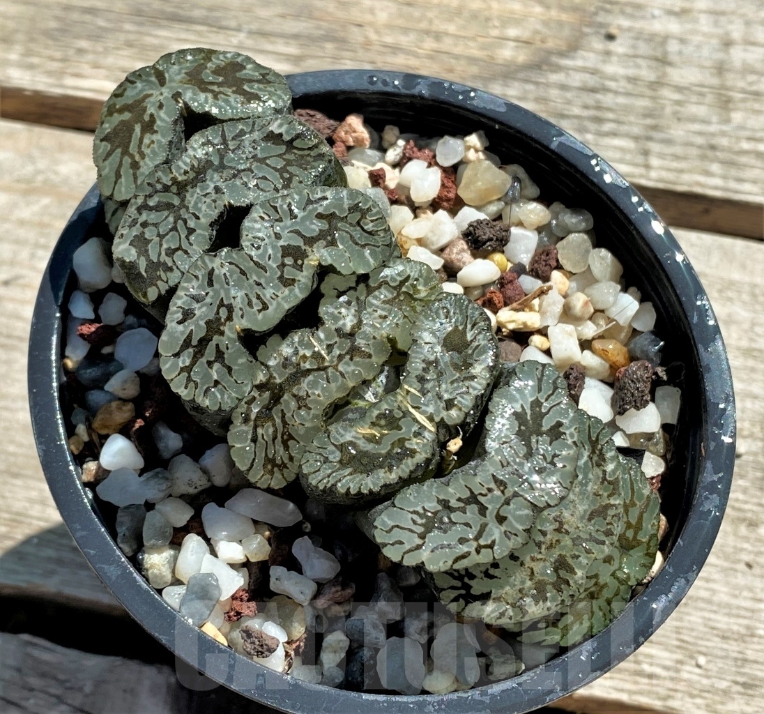 SHPR11815 Haworthia truncata 'Jade Star' - Image 5