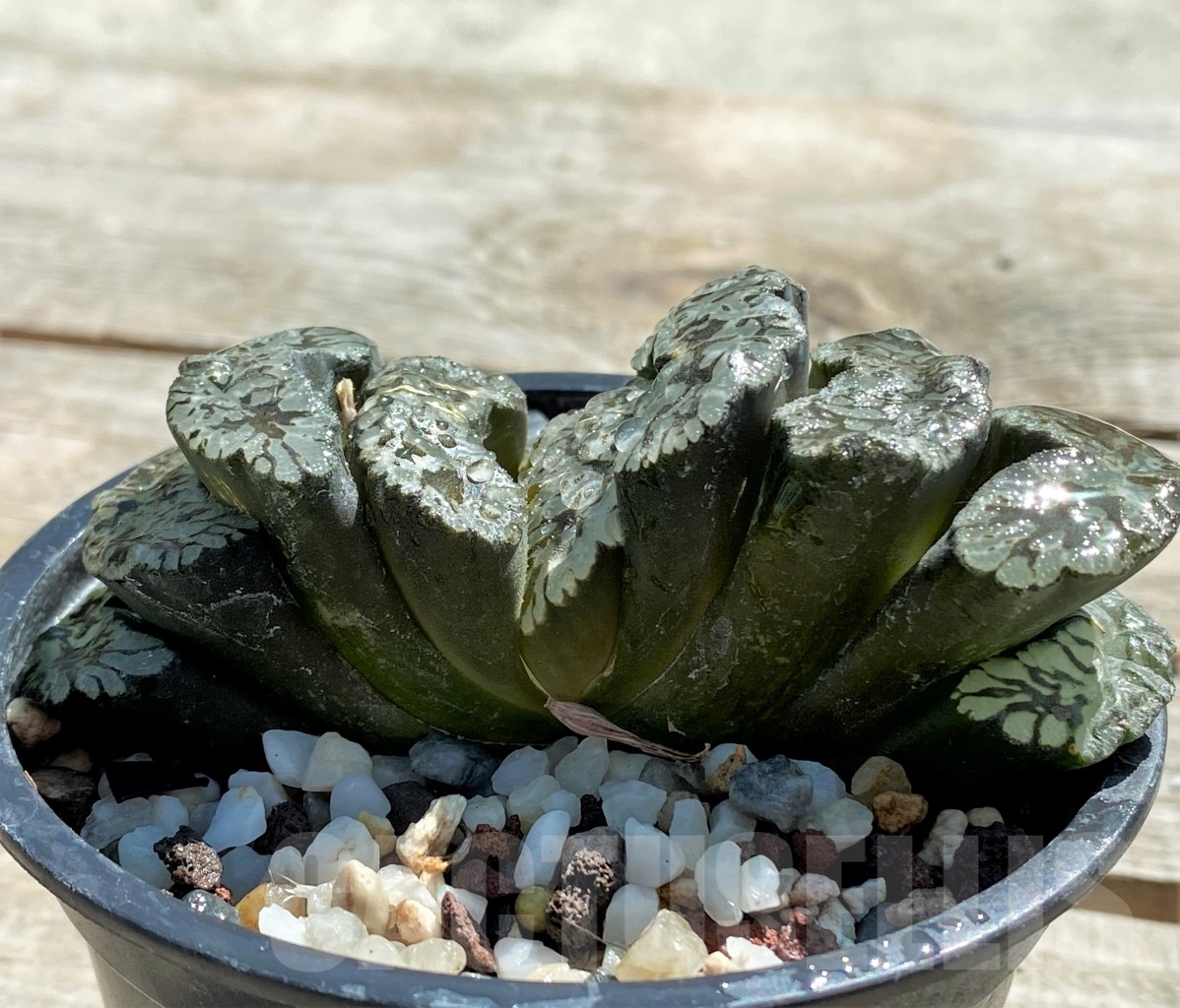 SHPR11815 Haworthia truncata 'Jade Star' - Image 4
