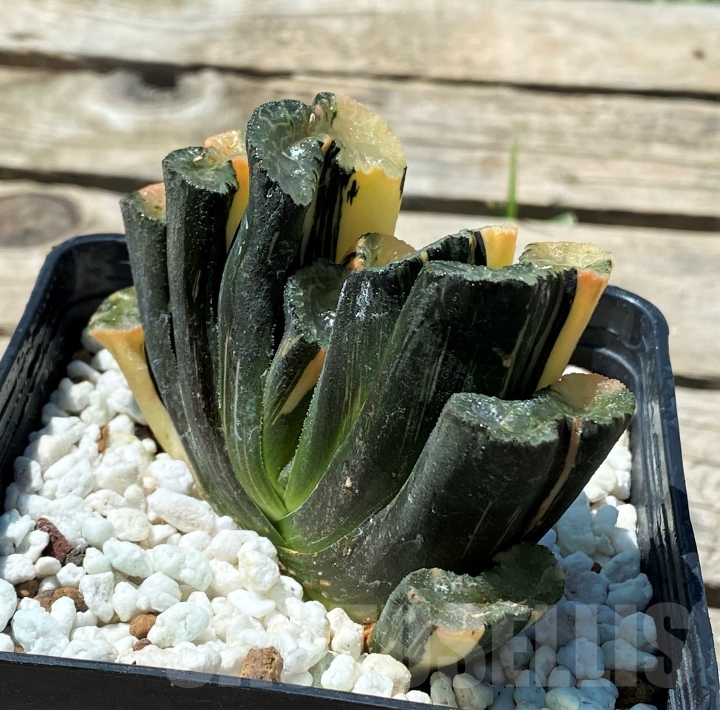 SHPR11817 Haworthia truncata f. variegata - Image 4