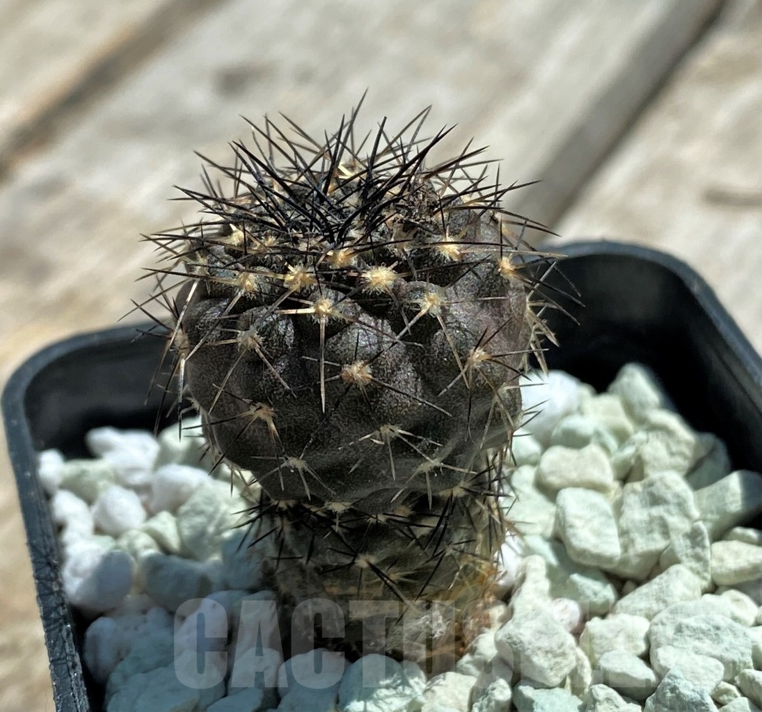 SHPR11819 Copiapoa calderana -Playa Zapatillo-
