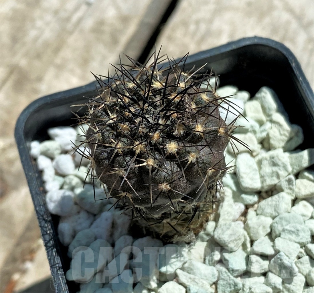 SHPR11819 Copiapoa calderana -Playa Zapatillo- - Image 2