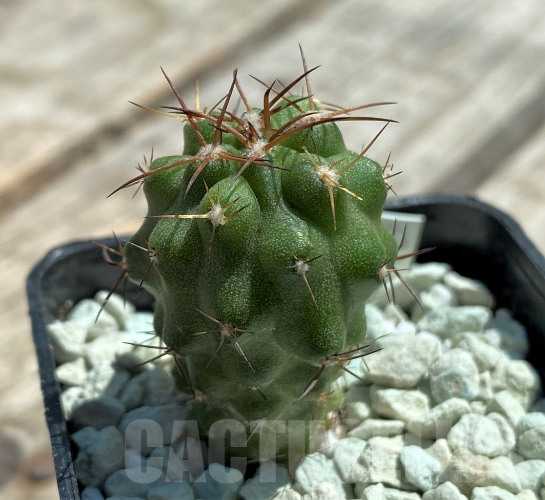 SHPR11821 Copiapoa coquimbana -La Serena- – Image 2