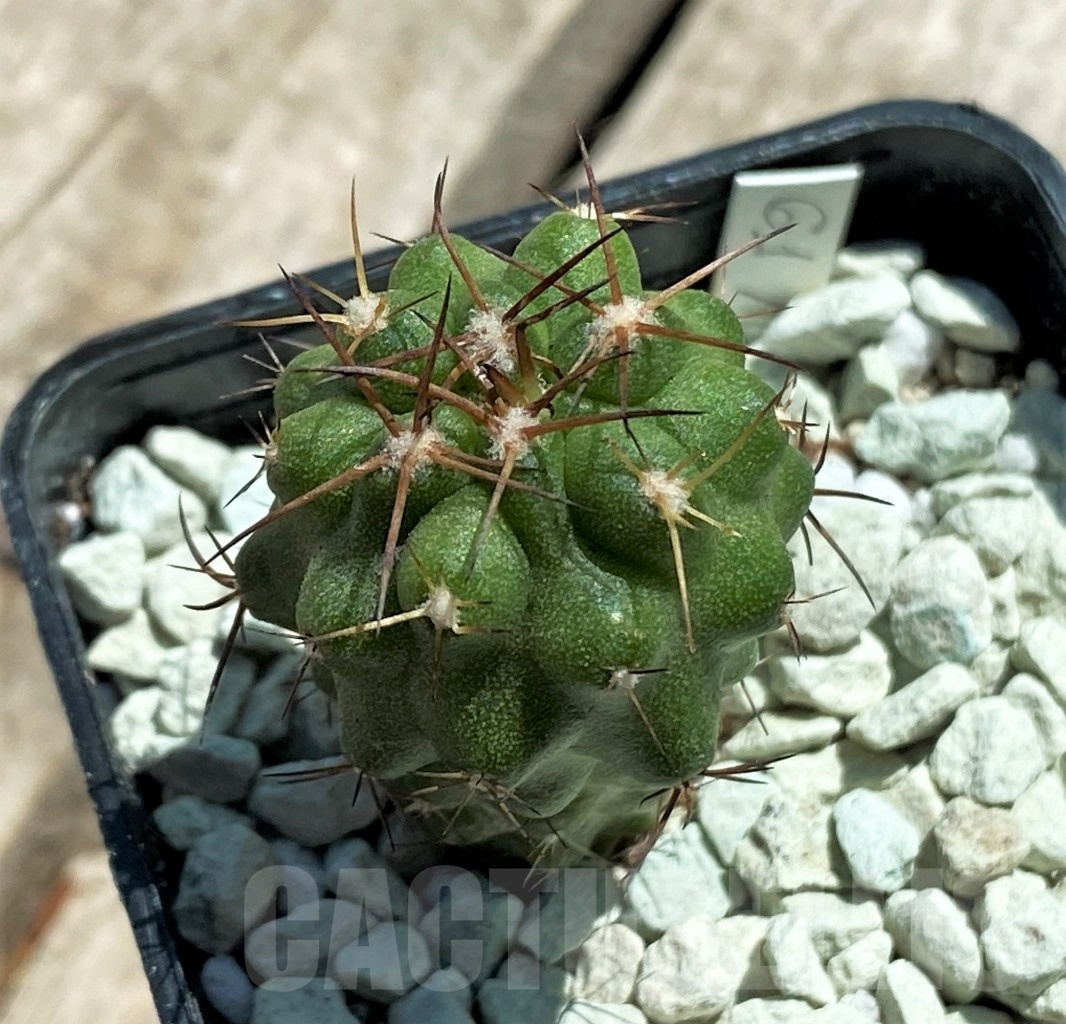 SHPR11821 Copiapoa coquimbana -La Serena-