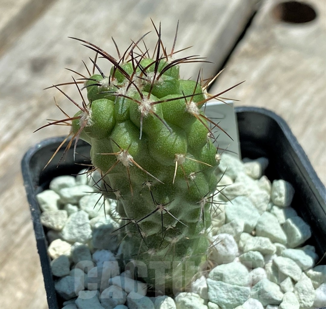 SHPR11822 Copiapoa coquimbana -La Serena- - Image 2