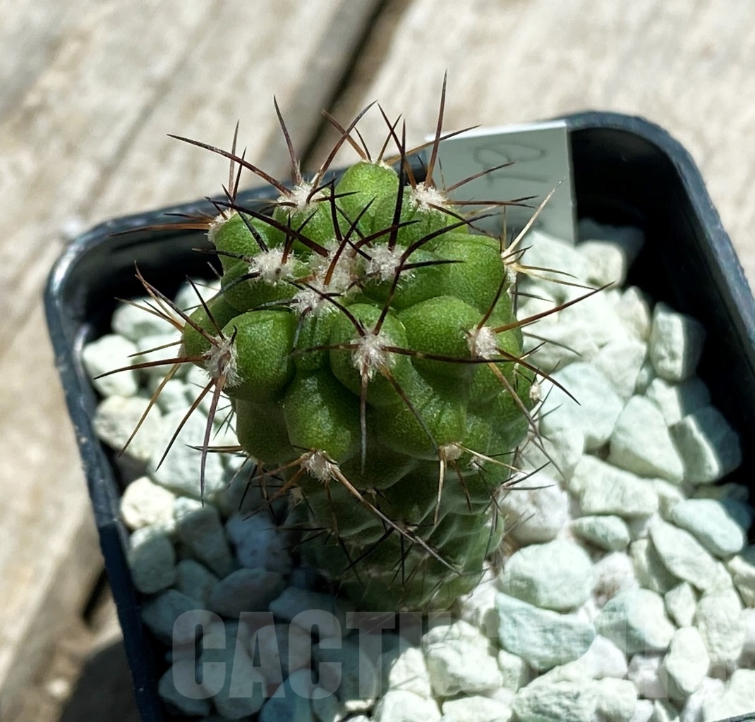 SHPR11822 Copiapoa coquimbana -La Serena-