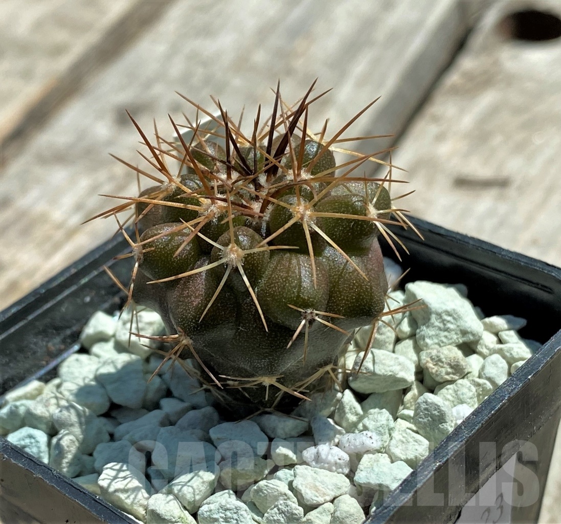 SHPR11823 Copiapoa longistaminea -Las Maderas-