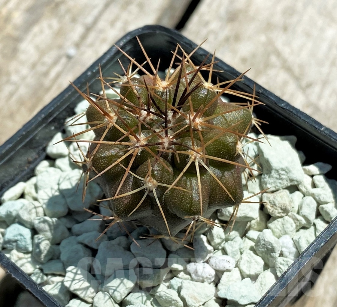 SHPR11823 Copiapoa longistaminea -Las Maderas- - Image 2