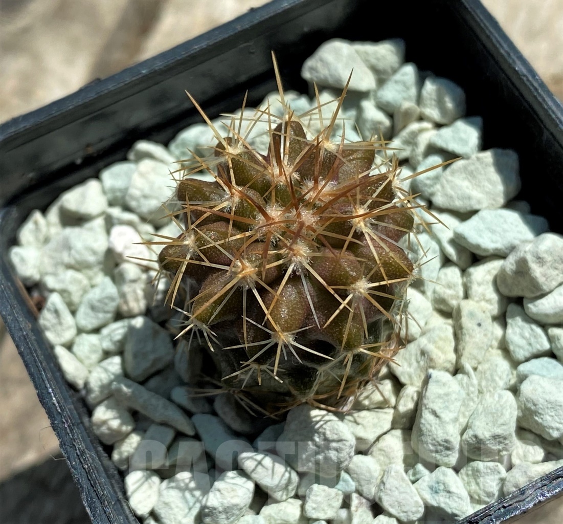 SHPR11824 Copiapoa longistaminea -Las Maderas- - Image 2