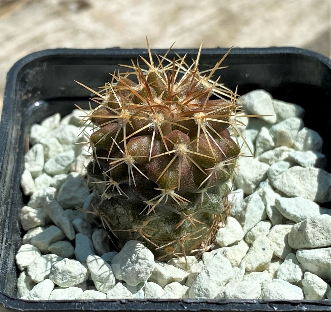 SHPR11824 Copiapoa longistaminea -Las Maderas-