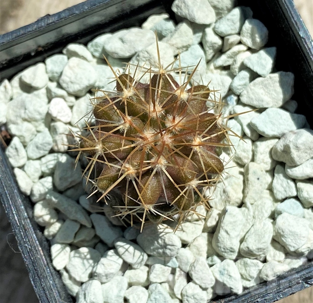 SHPR11824 Copiapoa longistaminea -Las Maderas- - Image 3