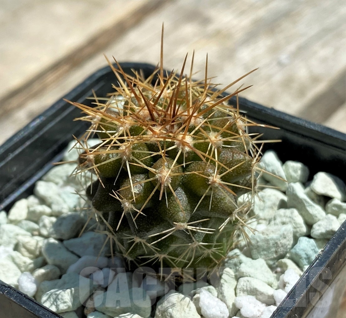 SHPR11826 Copiapoa longistaminea -Las Maderas- - Image 3
