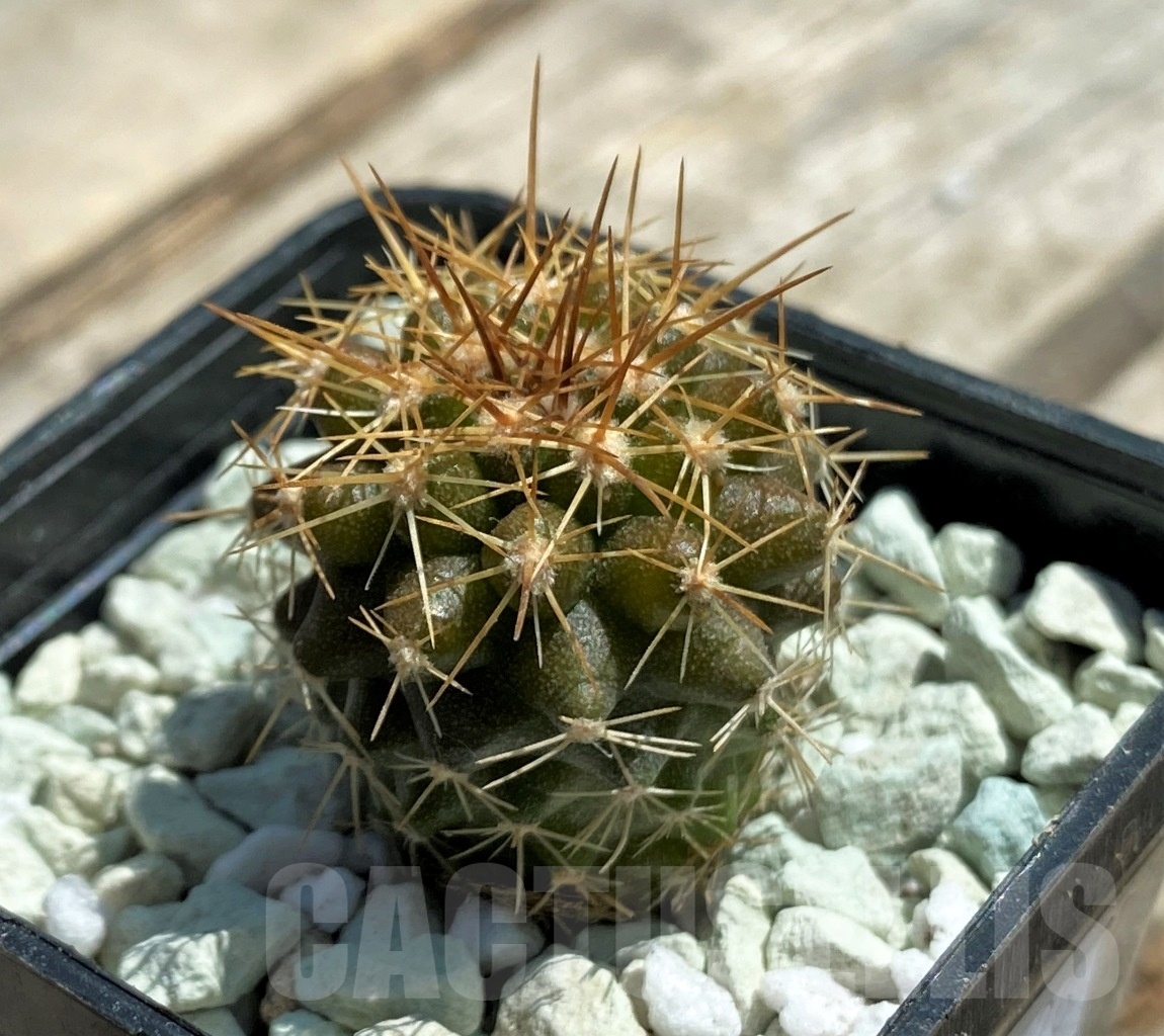 SHPR11826 Copiapoa longistaminea -Las Maderas-