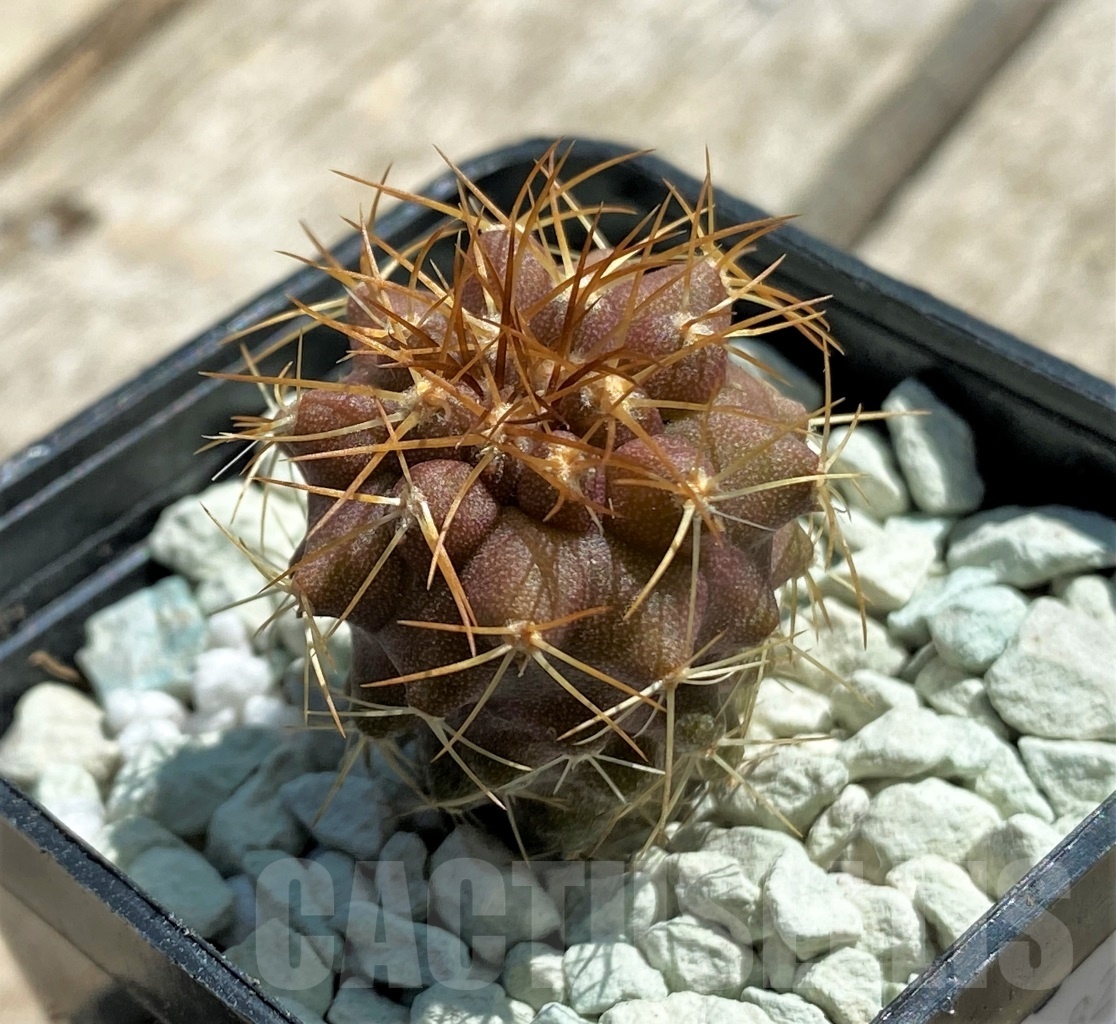 SHPR11827 Copiapoa longistaminea -Las Maderas-