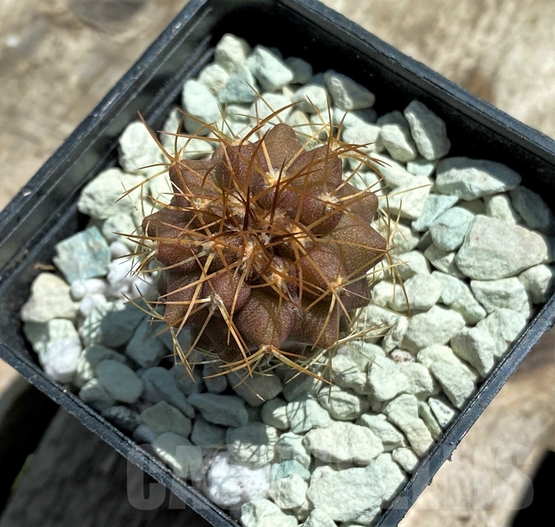 SHPR11827 Copiapoa longistaminea -Las Maderas- - Image 2