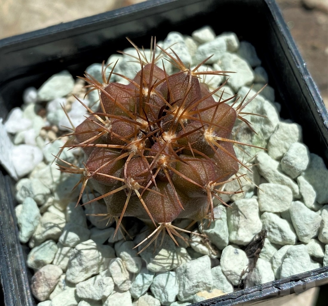 SHPR11828 Copiapoa longistaminea -Las Maderas-