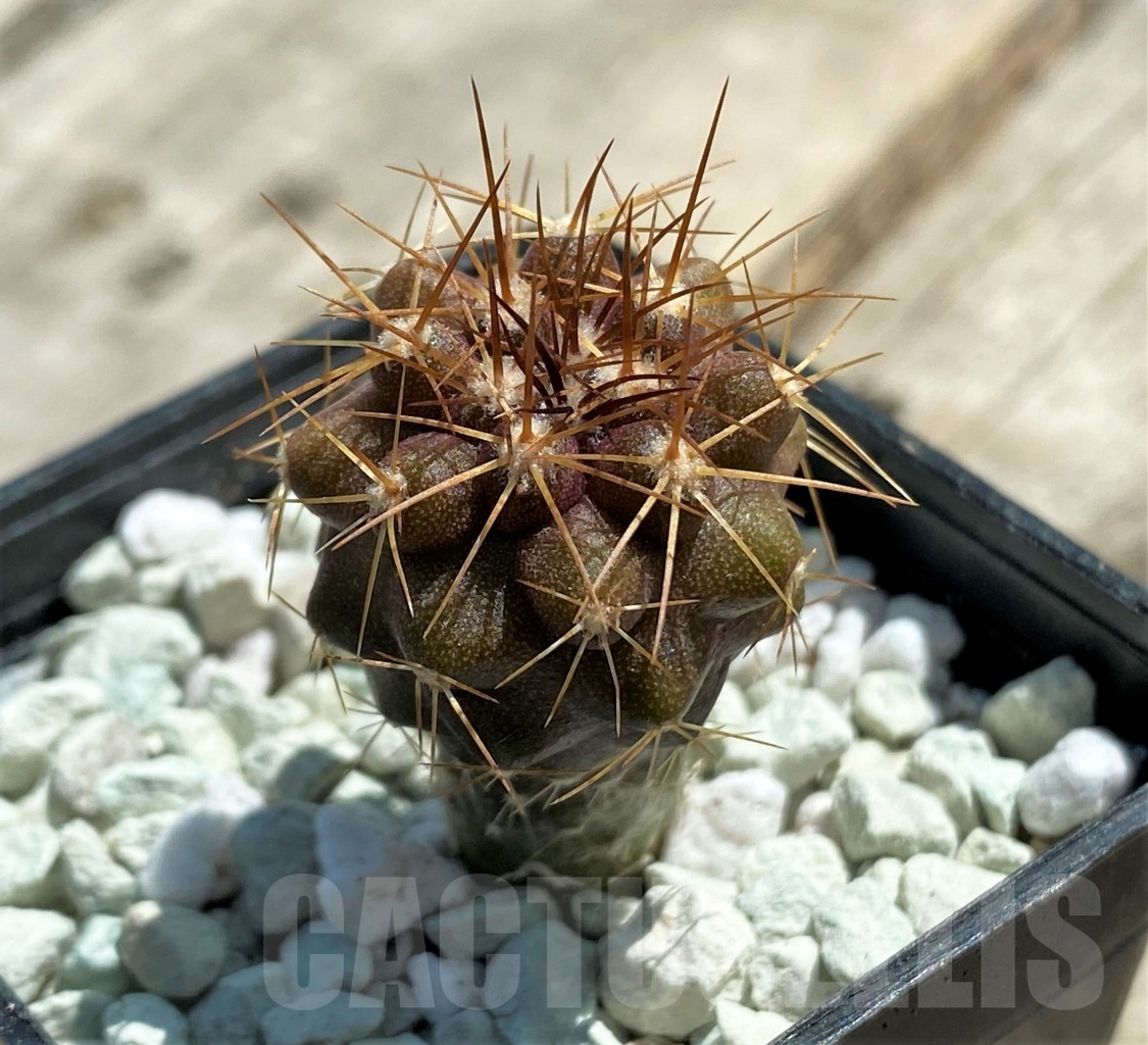 SHPR11829 Copiapoa longistaminea -Las Maderas-