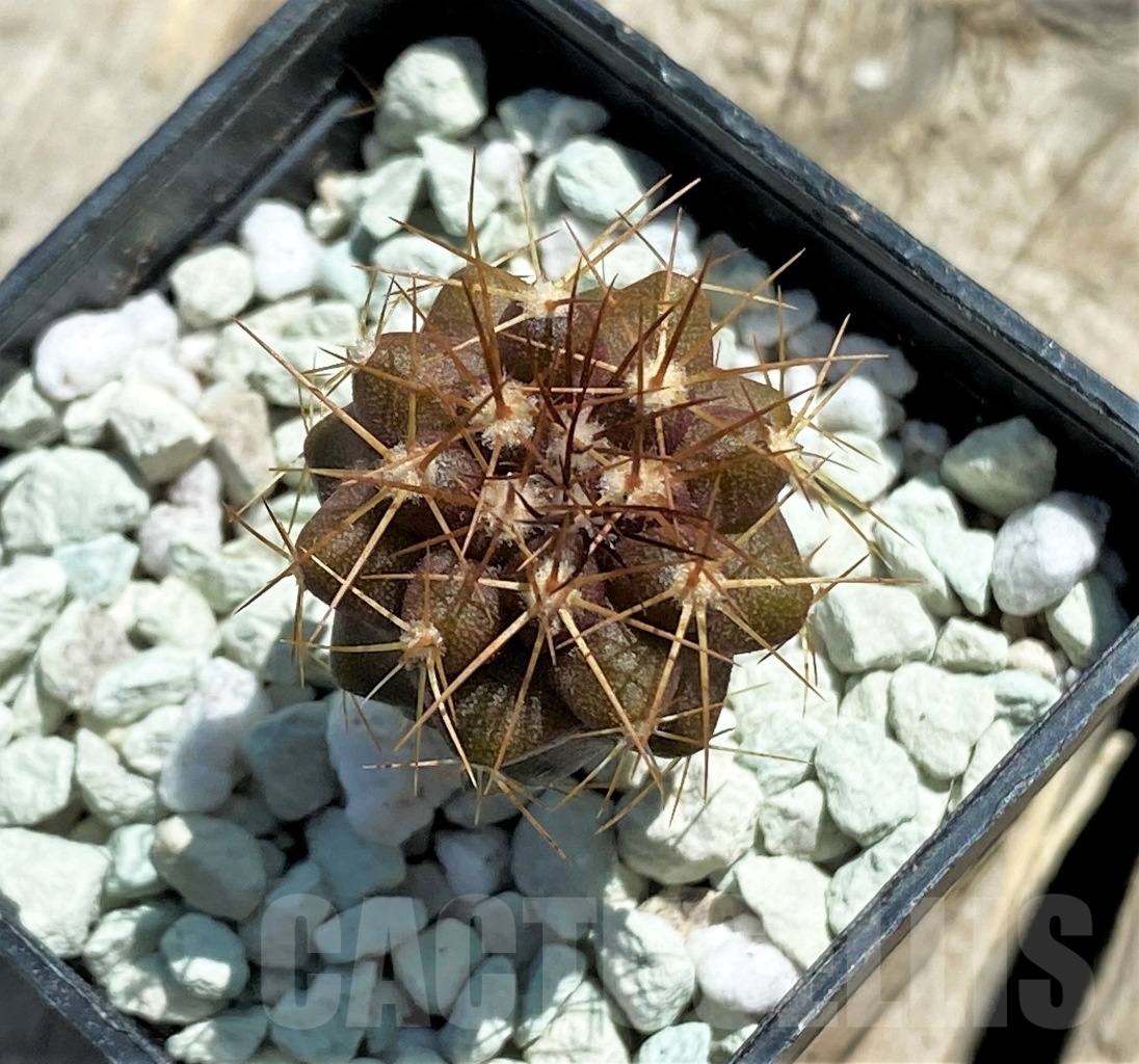 SHPR11829 Copiapoa longistaminea -Las Maderas- - Image 2